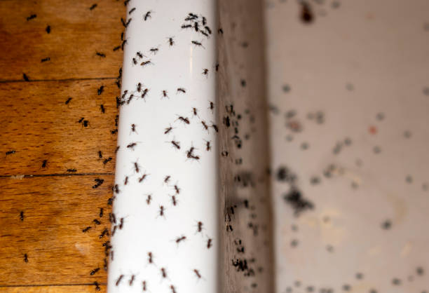 Spider Control Near Me in Oceano, CA